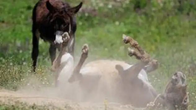 Yemen'de ''kuduz eşekler'' korkutuyor