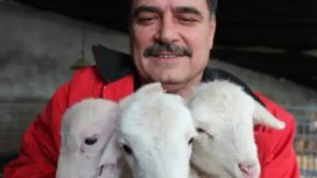 Beyşehir'de kuzu cenneti