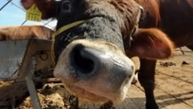 Kurbanlık bakımında püf noktalar