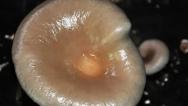 Mantar zehirlenmelerine dikkat