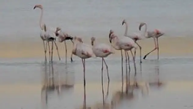 Düden Gölü'nde Flamingo göçü başladı