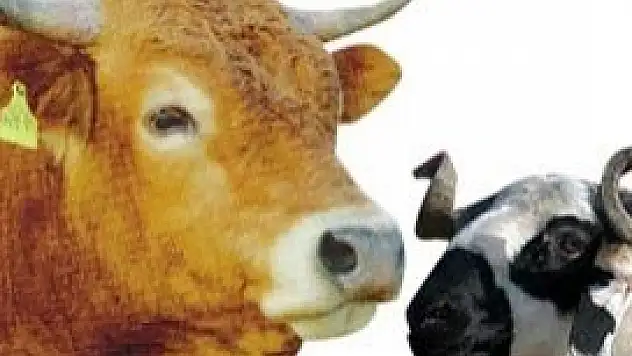 ''Kaliteli'' olsun istiyorsanız soğukta bekletin 