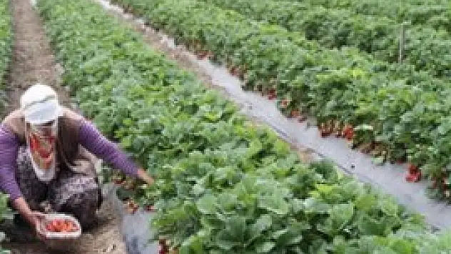 Dikilitaş köyünde 20 ton çilek üretildi