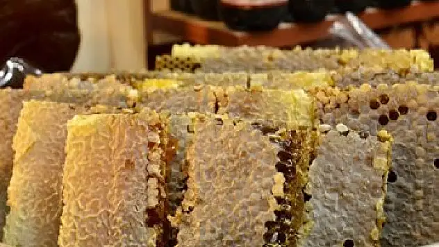 Türk balına dünya ikincilik ödülü