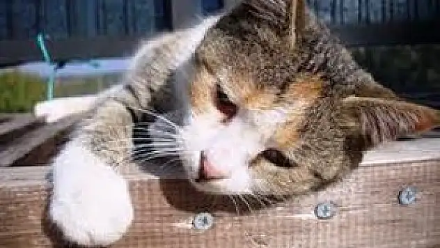 Kedinin  balıkçıyla imtihanı