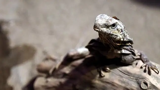 İklim değişikliği bazı türleri yok edebilir