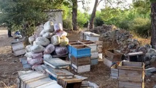 Arı kovanından esrar çıktı