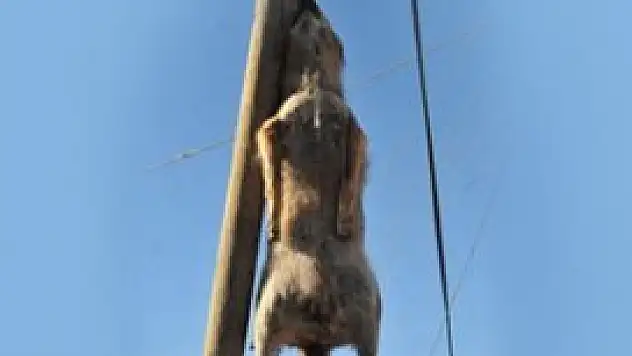 Köye inen kurdu direğe astılar