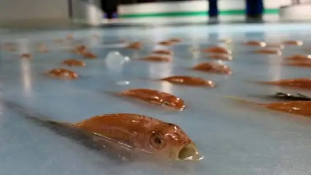 Japonya'da dondurulmuş balıklı buz pisti kapatıldı