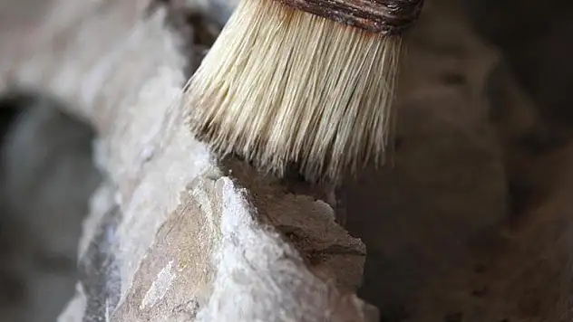 2,5 milyar yıllık bakteri fosilleri bulundu