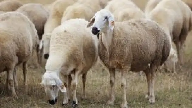 Uzmanlardan kurban ibadeti ve çevre bilinci uyarısı