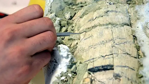 Güney Kutbu'nda yeni böcek türü fosili bulundu