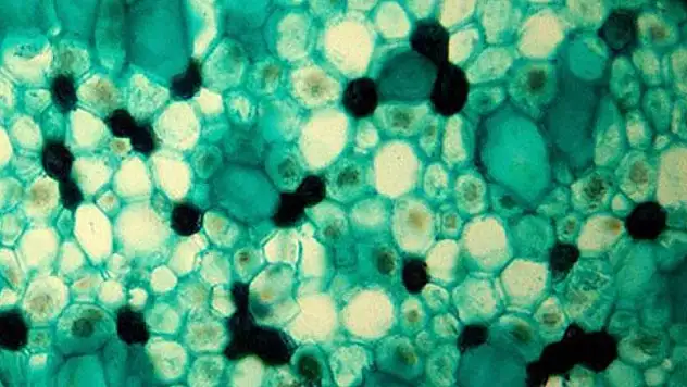 Virüslerden esinlenen yeni hücre aktarım yöntemi