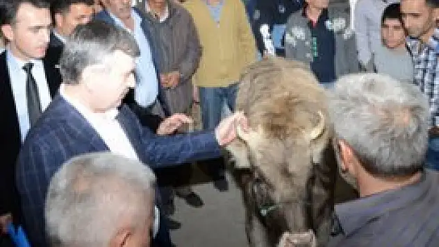 Akyürek hayvan pazarında incelemede bulundu
