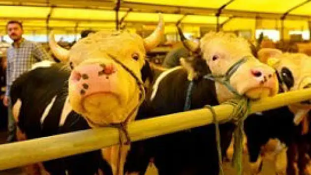 Kurbanlıklar elektrik akımına kapıldı