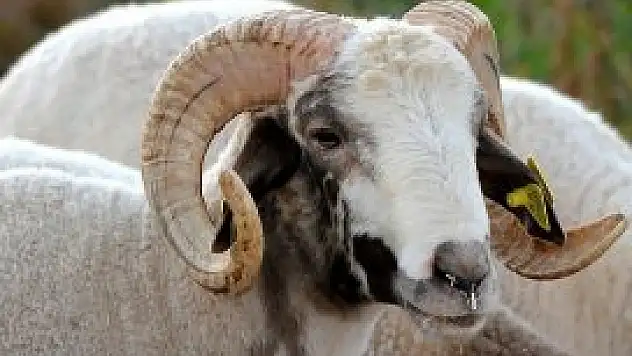 Kurban derilerinin yüzde 40'ı çöpe gidiyor