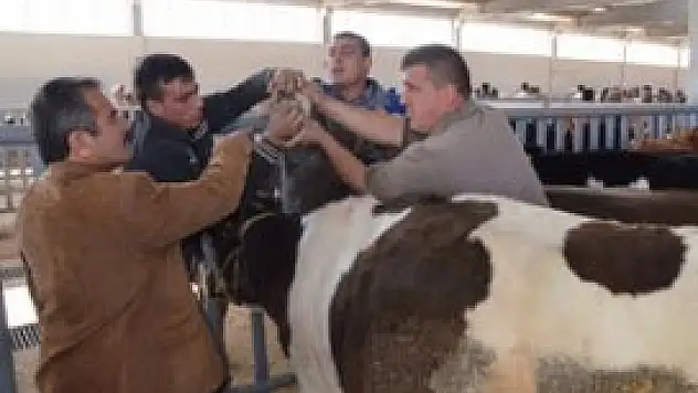 Hayvan pazarı durgun