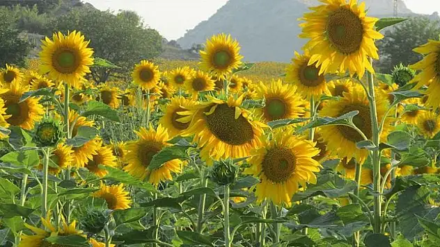 Bitkiler de öğreniyor