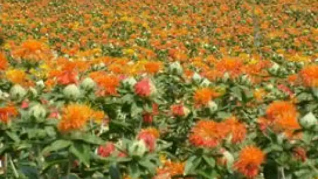 'Diken' üretiminde 2014 hedefi 100 bin ton