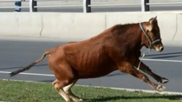 Kaçarsa bırakın yorulsun!