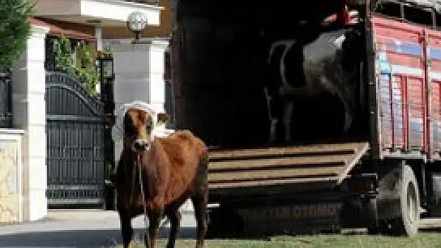 Kurban yakalama timleri iş başında
