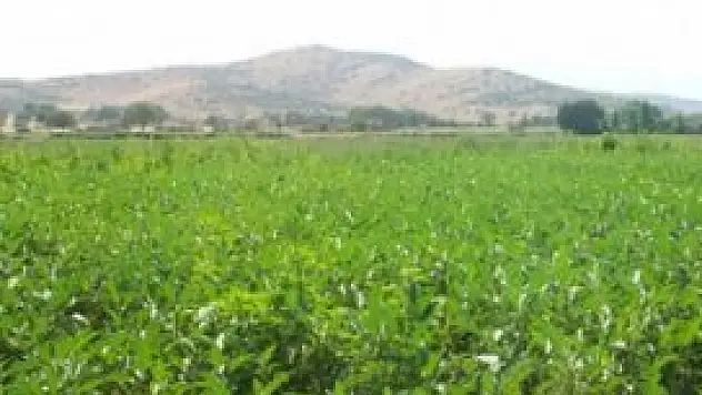 55 bin çiftçi organik tarıma geçti