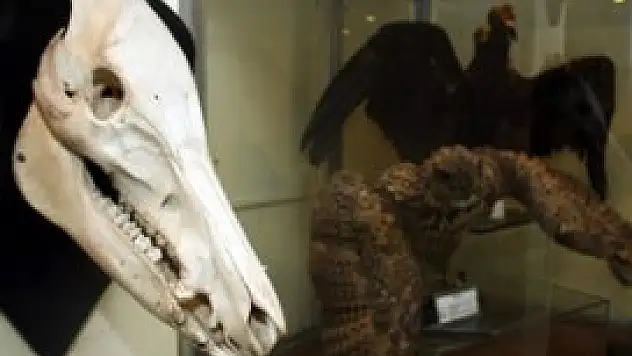 Anadolu'nun biyolojik zenginliğini anlatıyor