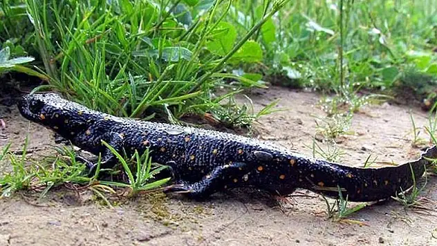 Tunceli'de yeni bir kurbağa alt türü tespit edildi