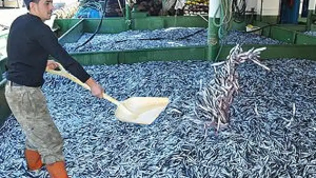 Tekneler hamsi doldu, fiyatı 2 lira oldu