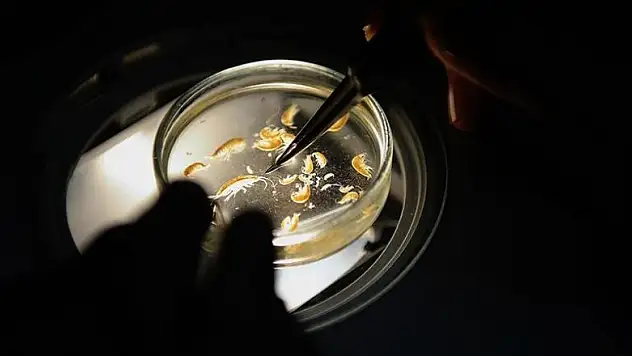 Bu yıl 133 yeni canlı türü keşfedildi