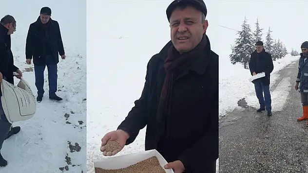 Altınekin'de sokak hayvanlarına sahip çıkılıyor