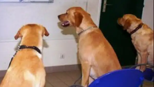 Meclis artık onlara emanet olacak