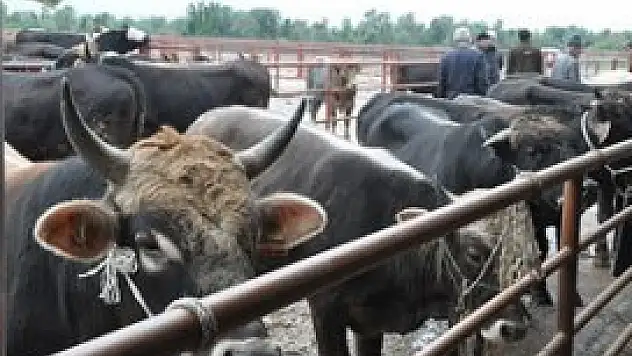 Kurbanlıklara kaç para harcadık?