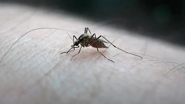 Genetiği değiştirilmiş sıtma aşısı tam not aldı