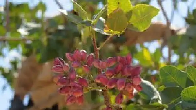 Teröristler onları tehdit etti