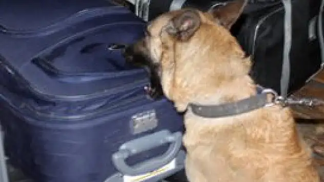 Ares ve Nil iş başında!