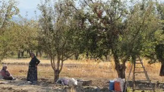 Aşırı rüzgar, Yalıhüyüklü elma üreticilerini etkiledi