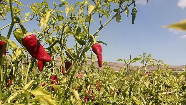 Acı biber ömrü uzatıyor