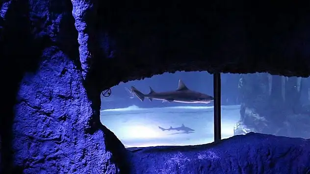 Akvaryumdaki köpek balığı eşeysiz üredi