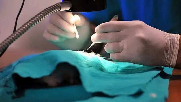 Sıçanlarda büyütülen pankreas farelerde diyabeti yok etti