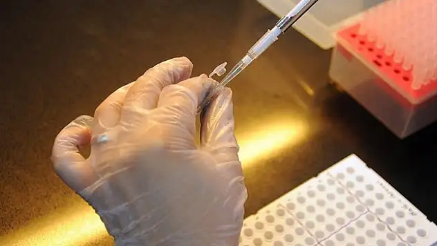 Domuz embriyonlarında insan hücreleri büyütüldü