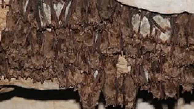 SARS'ın kaynağı yarasalar