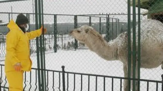 Karatay Hayvanat Bahçesi'nde kış hazırlıkları