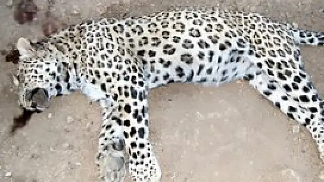 Türkiye'de leopar saldırısı!