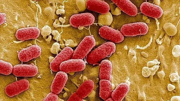 Bakterilerin 'antibiyotik siperleri'nin moleküler haritası çıkarıldı