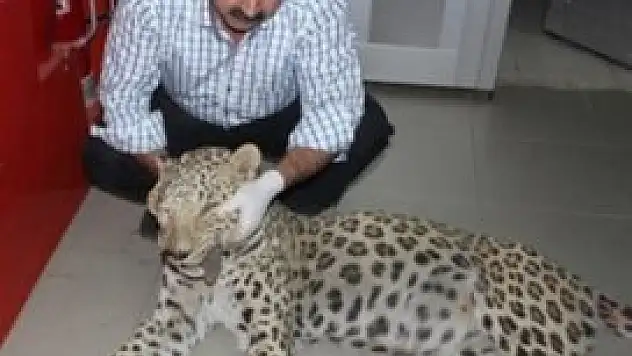 Bakanlıktan leopar olayına inceleme