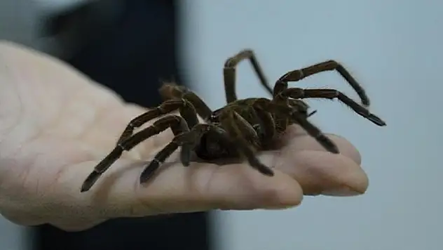 Örümceğin ısırdığı çocuk 12 şişe panzehirle kurtarıldı