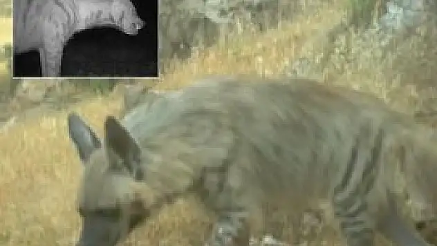 Çizgili sırtlanların nesli tükenme tehlikesinde