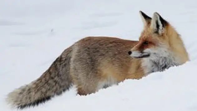 Türkiye 717 'yaban'a ev sahipliği yapıyor