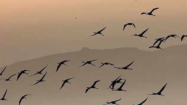 Göçmen kuşların taşıdığı hastalıklara dikkat